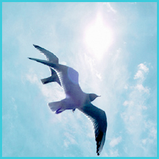 DreamFood: Keep Soaring Toward Your Dreams